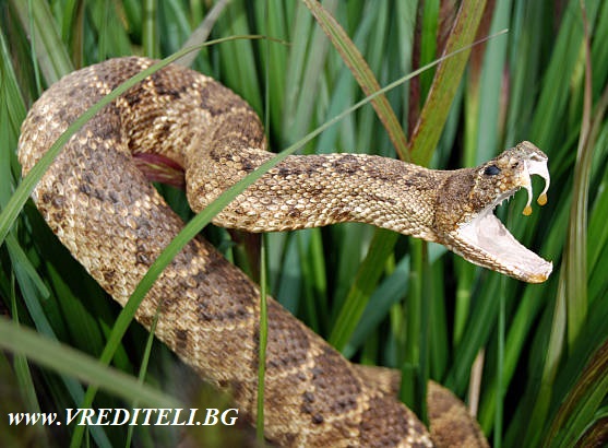 Как се прогонват змиите от дворове, къщи, мазета, складове... - Бран Инсект
